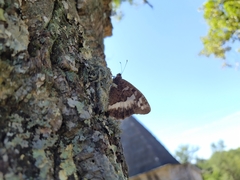 Brintesia circe