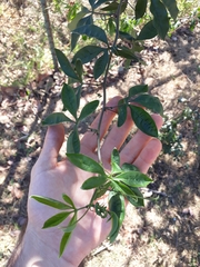 Passiflora cincinnata
