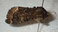 Catephia alchymista