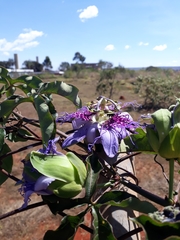 Passiflora cincinnata