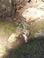 Brintesia circe