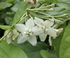Funastrum pannosum