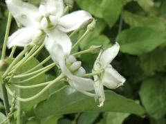 Funastrum pannosum