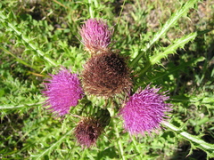 Cirsium drummondii
