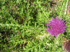 Cirsium drummondii