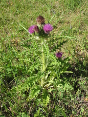 Cirsium drummondii