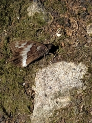 Brintesia circe
