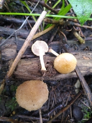 Cystoagaricus
