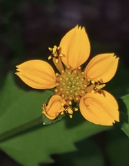 Sclerocarpus divaricatus