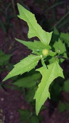 Sclerocarpus divaricatus