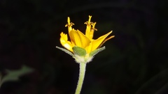 Sclerocarpus divaricatus
