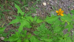 Sclerocarpus divaricatus