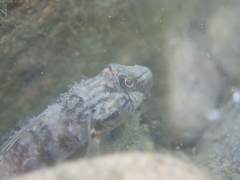 Rhinogobius formosanus