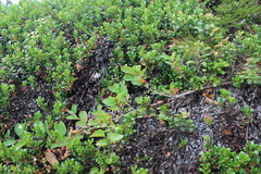 Cotoneaster cinnabarinus