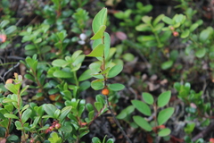 Cotoneaster cinnabarinus