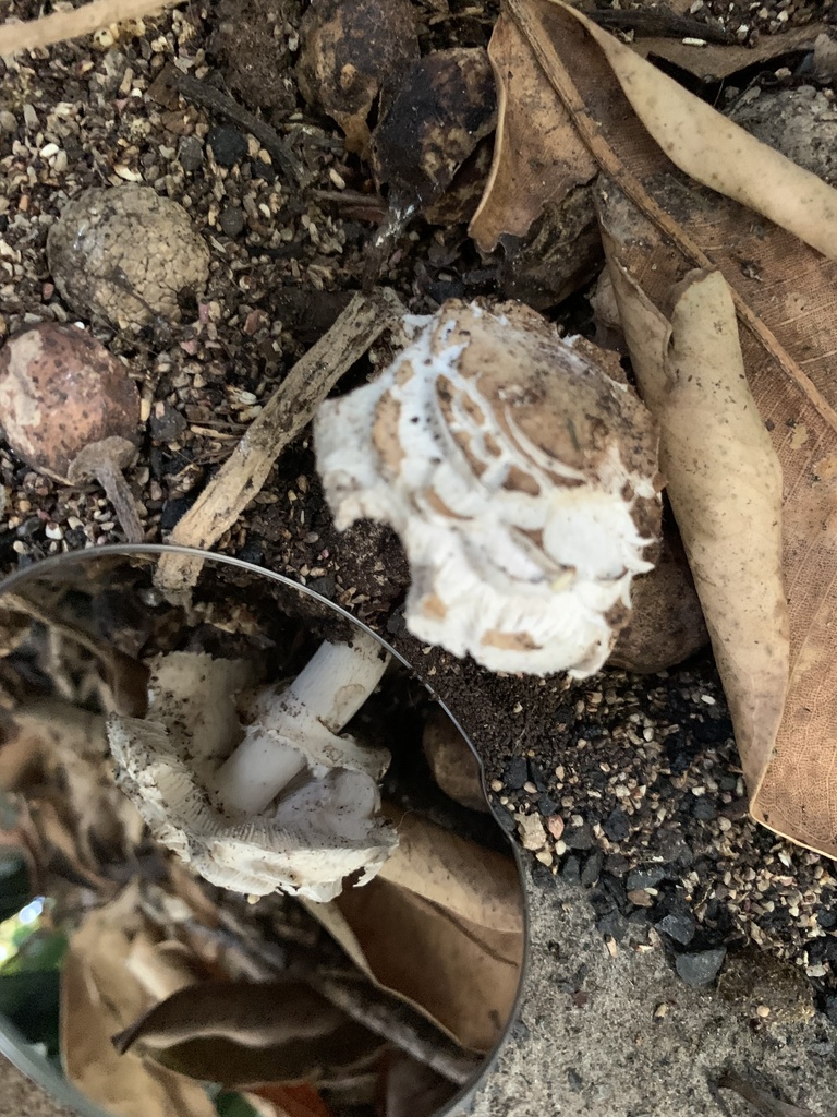 Chlorophyllum brunneum · April 2025 · photo: © celadonfern (iNaturalist, cc-by)