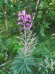 Chamaenerion angustifolium