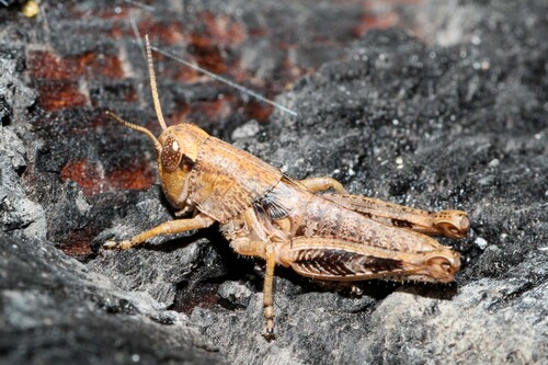 San Francisco Short-wing Grasshopper