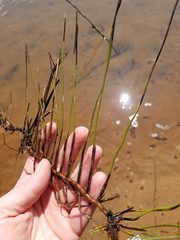 Juncus arcticus