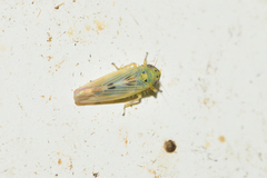 Macrosteles quadrilineatus