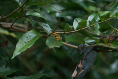 Vespa bicolor
