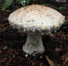 Amanita smithiana