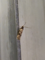 Taygete decemmaculella