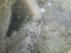 Rhinogobius formosanus