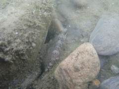 Rhinogobius formosanus