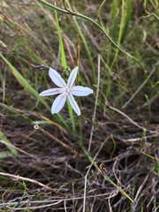 Trachyandra filiformis