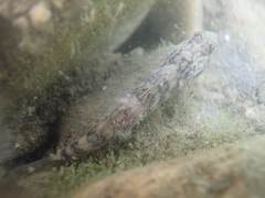 Rhinogobius formosanus