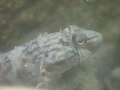 Rhinogobius formosanus