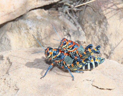 Rainbow Grasshopper photo 3