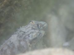 Rhinogobius formosanus