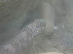 Rhinogobius formosanus