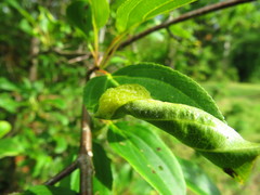 Trichochermes walkeri