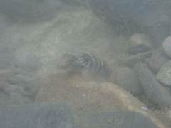 Rhinogobius formosanus