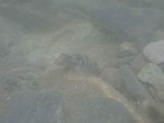 Rhinogobius formosanus