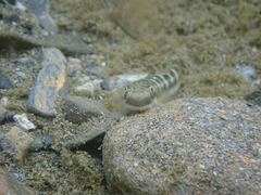 Sicyopterus japonicus