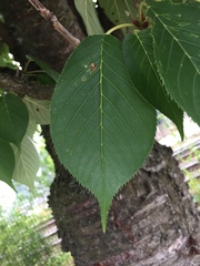 Cerasus