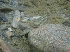 Sicyopterus japonicus