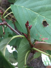 Cerasus