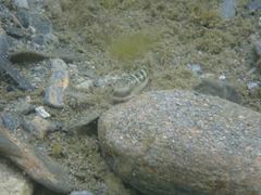 Sicyopterus japonicus