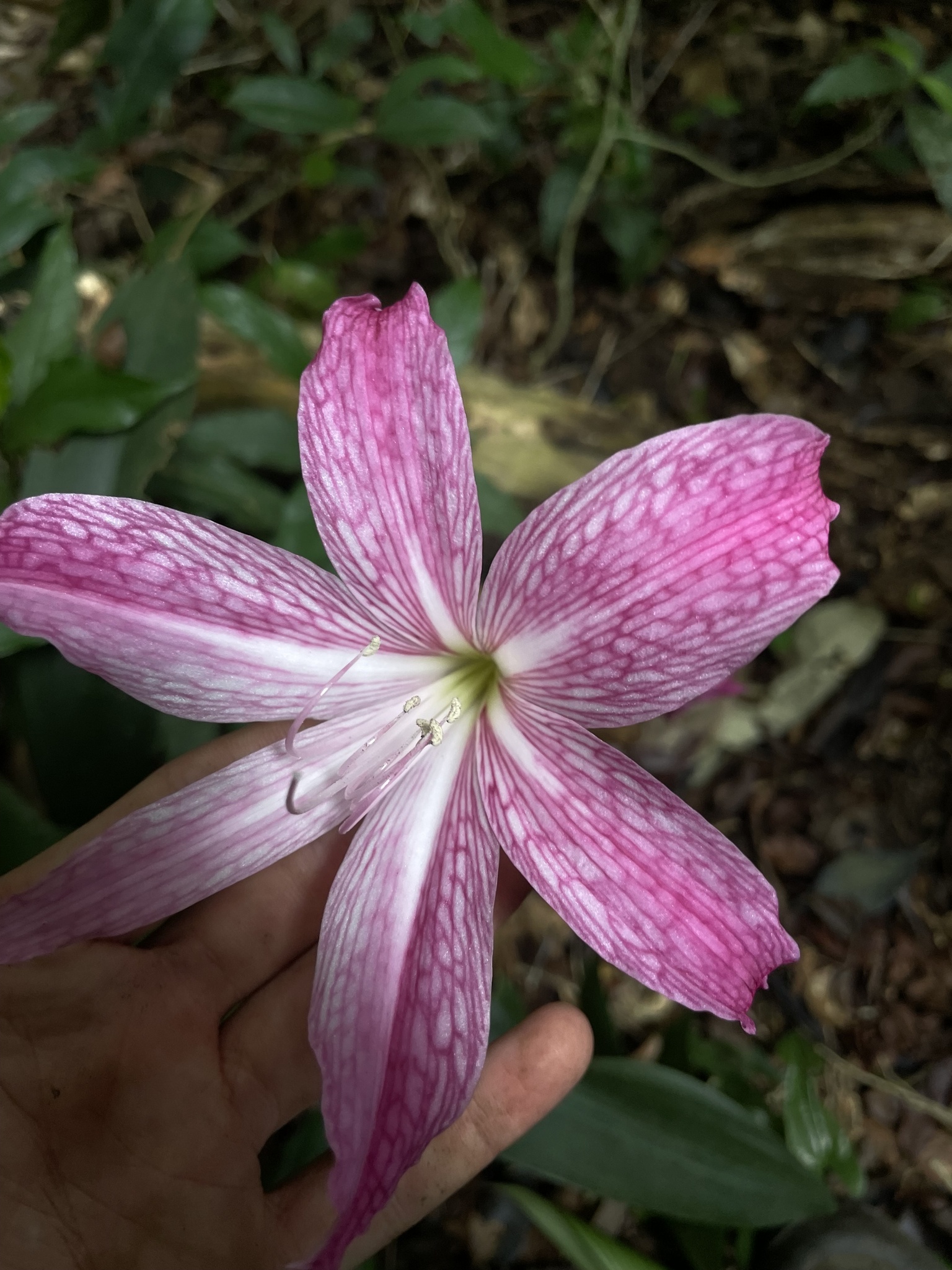 Imagem de Amaryllis