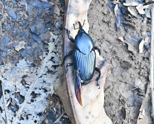 Palm weevil
