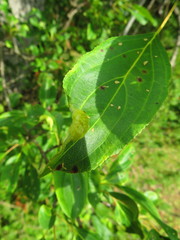 Trichochermes walkeri