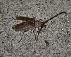 Gnaphalodes trachyderoides