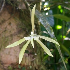 Epidendrum macroophorum