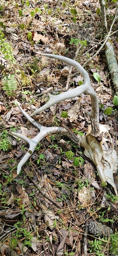 White-tailed Deer photographed in Mississippi