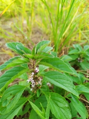 Mentha arvensis